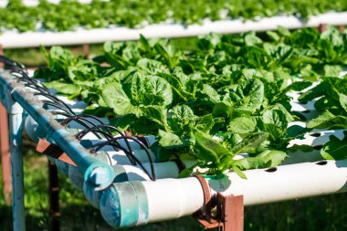 hydroponic sebze çiftliği
