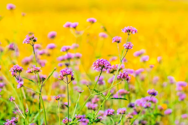 Coloridas flores verbena y flores amarillas cosmos — Foto de Stock