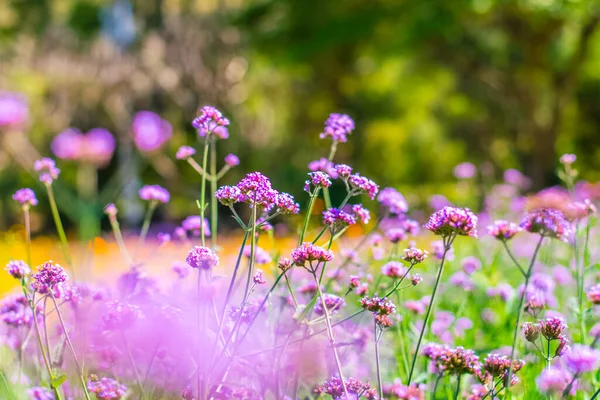 Coloridas flores verbena y flores amarillas cosmos — Foto de Stock