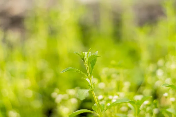 Stevia fák és Stevia virágok — Stock Fotó