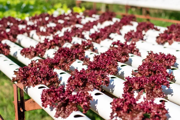 hydroponic sebze çiftliği