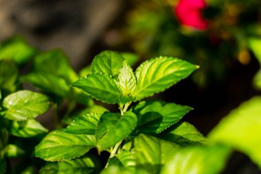 Bitki bahçesinde Strobilanthes nivea Bremek ağacı, Tayland bitkileri.