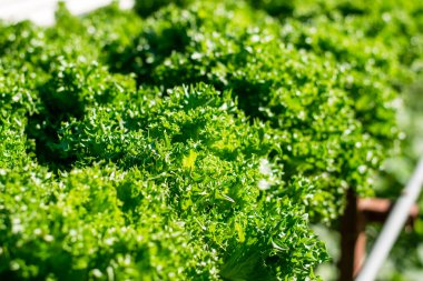 Hidrofonik sebze çiftliği, organik hidroponik sebze çiftliği..