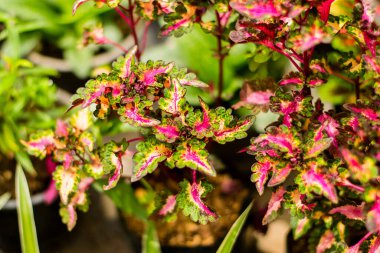 Coleus veya Boyalı Nettle (Plectranthus scutellarioides) çok renkli yaprak bitkisi.