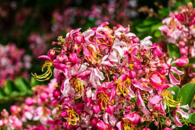 Pembe çiçek isteyen ağaç, pembe duş, cassia bakeriana craib. Tayland.