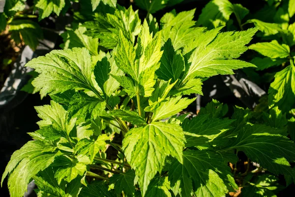 Friss Zöld Fehér Mugwort Kertben — Stock Fotó