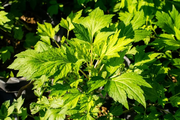 Friss Zöld Fehér Mugwort Kertben — Stock Fotó