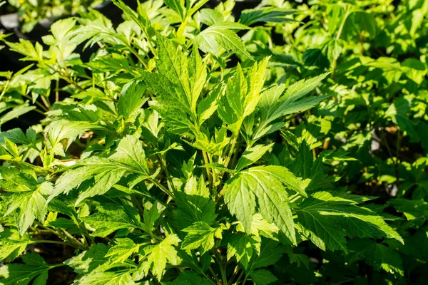 Friss Zöld Fehér Mugwort Kertben — Stock Fotó