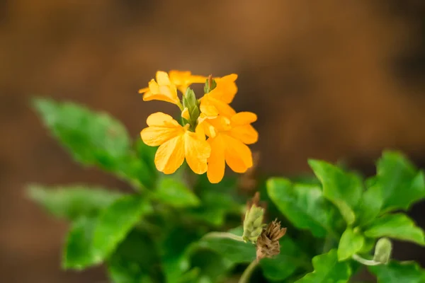 Orangenblüte Von Barleria Strigosa Willd Kräutergarten — Stockfoto