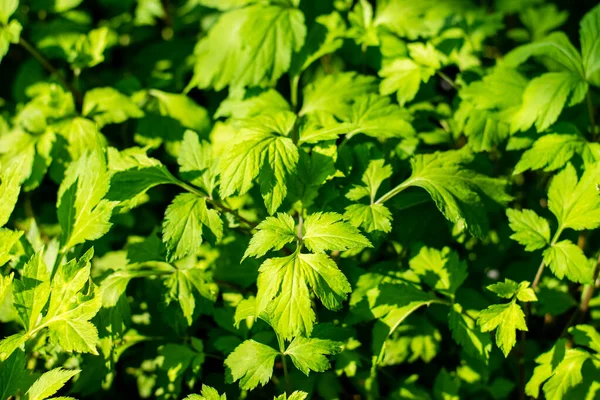 Frischer Grünweißer Beifuß Garten Stockbild