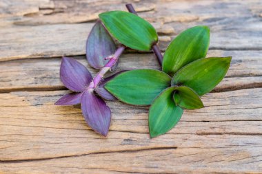Nehir örümceği yaprağı eski ahşap masada organik bitkiler, Tayland bitkileri..