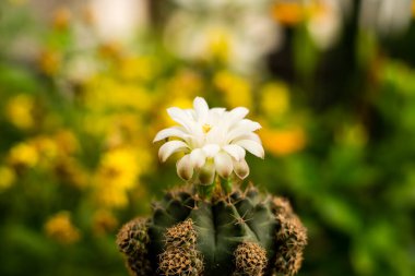 Bahçede açan güzel beyaz kaktüs çiçeği