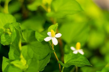 Bahçede Plu Kaow çiçeği (Houttuynia Cordata Thunb), Tayland otları