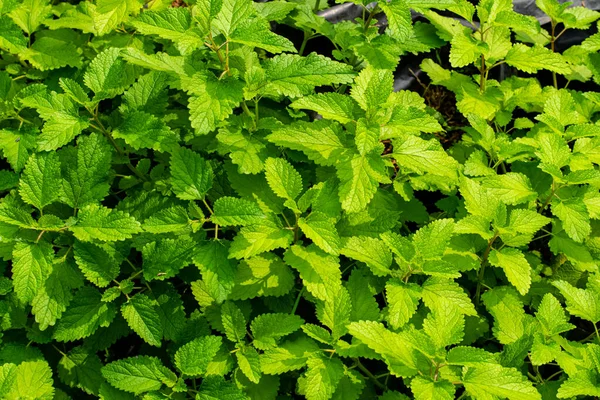 Melissa Albero Foglie Verdi Hanno Proprietà Medicinali Nel Giardino Delle — Foto Stock