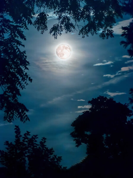 Super moon framed by tree branches