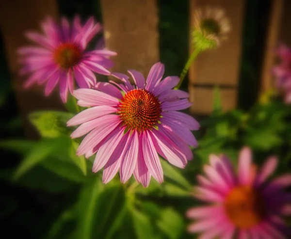 Gartenzaun lila Blumen — Stockfoto