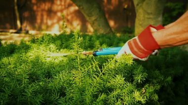 Kırpma Bahçe çitleri