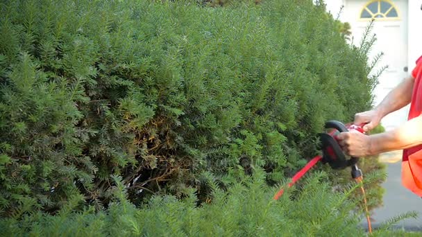 Trimming Yard Hedges — Stock Video