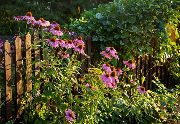 Staket trädgård blommor — Stockfoto