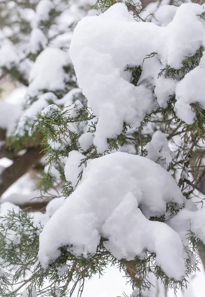 Nieve apilada en Michigan Invierno Evergreen — Foto de Stock