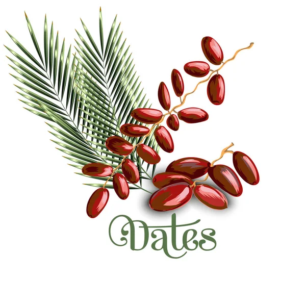 Dates fruits aux feuilles d'olivier — Image vectorielle