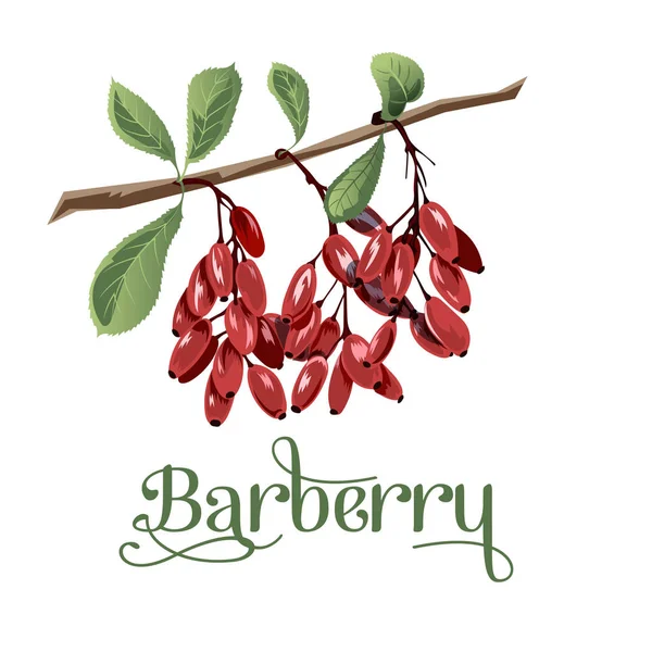 Barberry para lábios — Vetor de Stock