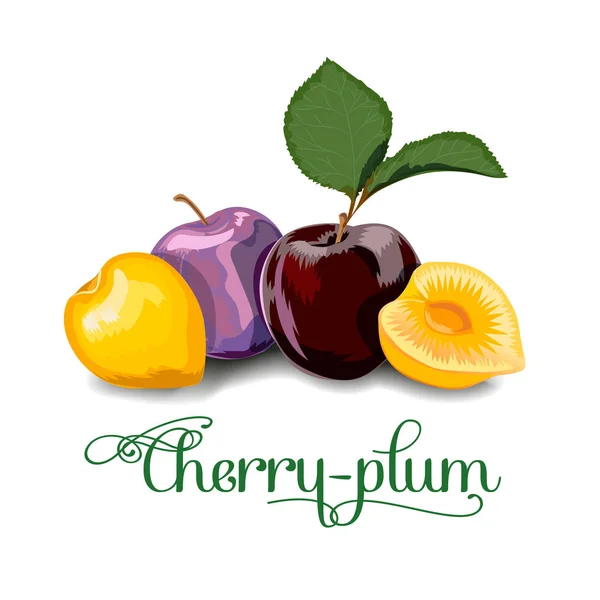 Ягоди вишневі для етикеток — стоковий вектор