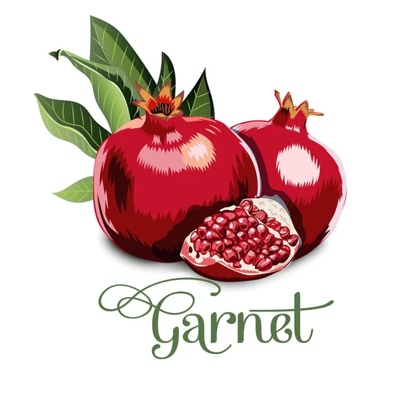 Taze, besleyici, lezzetli Granat. Vektör çizim.