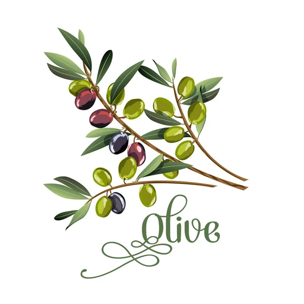 Illustrazione realistica vettoriale del ramo di olive nere e verdi isolato su sfondo bianco . — Vettoriale Stock