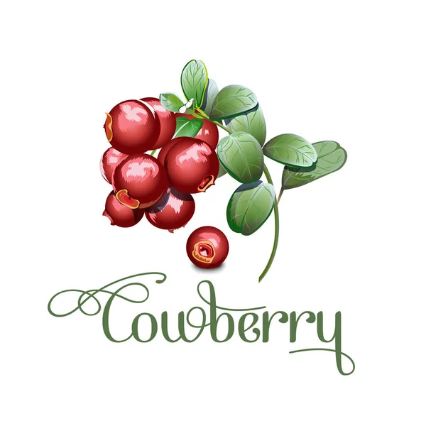 북부 야생 딸기 lingonberry foxberry, cowberry, 적갈색. 간체, 세부 사항 및 골 판지 패키지 복제에 대 한 색상 감소 — 스톡 벡터