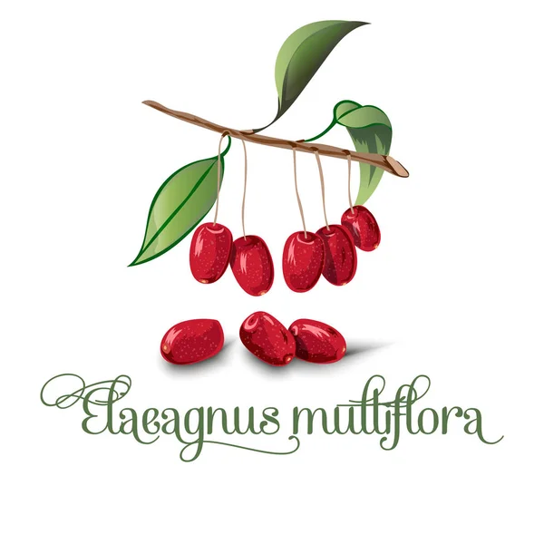Elaeagnus latifolia, illustrazione vettoriale della frutta . — Vettoriale Stock