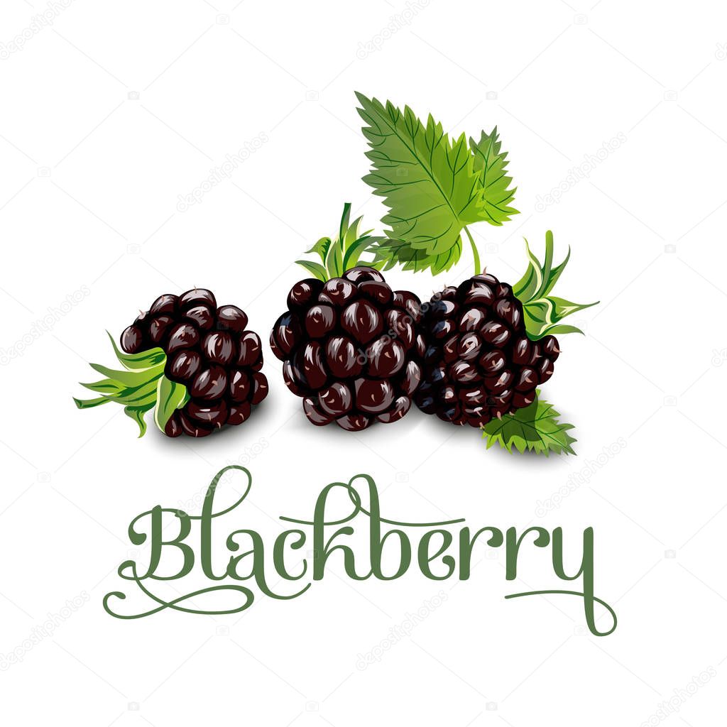 Blackberries. Vector illustration.