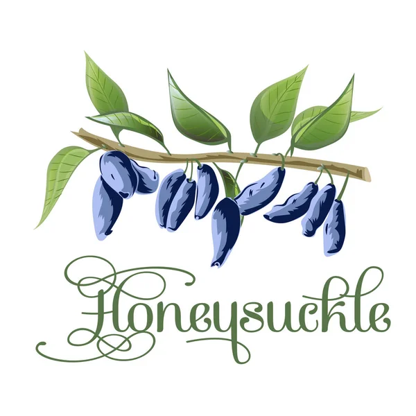 Hanımeli berry kroki simgesi. Vektör izole sembolü