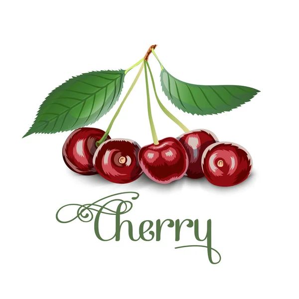 Fresh cherries are berries of a cherry tree. — Stock Vector