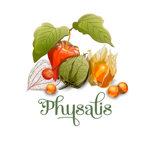 Physalis. Per etichette, striscioni, manifesti, cartoline, tessuti e altro. Immagine isolata — Vettoriale Stock