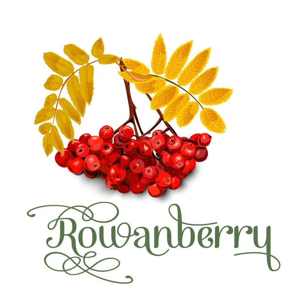 Rowanberry, foglie e bacche isolate su sfondo bianco . — Vettoriale Stock