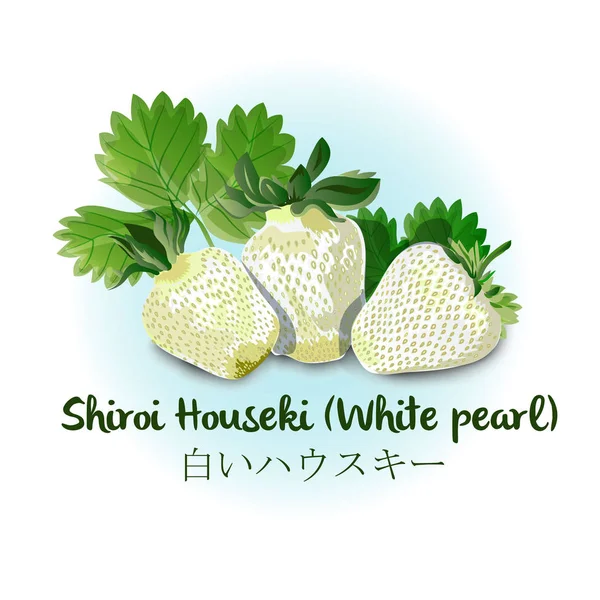 Ostcard, banner o poster con testo giapponese Lettere giapponesi. Traduzione inglese: white pearl . — Vettoriale Stock
