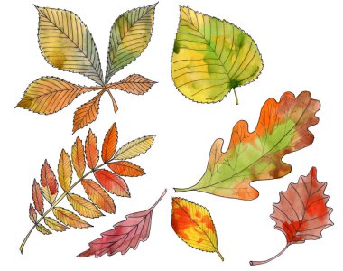 Elle çizilmiş renkli sonbahar yaprakları beyaz üzerine izole edilmiş..