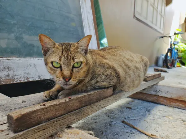 Gato Marrón Está Sentado Mirando Cámara —  Fotos de Stock