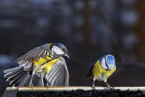 シジュウカラ凍結鳥 — ストック写真