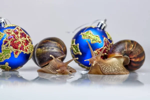 Los caracoles y la decoración del árbol de Navidad —  Fotos de Stock