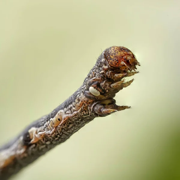 Geometridae Caterpillar — Stok fotoğraf