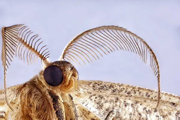 Little moth macro — Stock Photo, Image