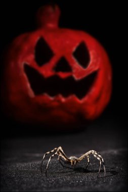 Halloween örümcek