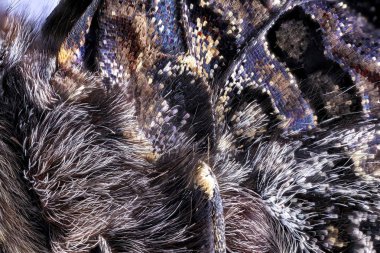 Kelebek kanadı makro