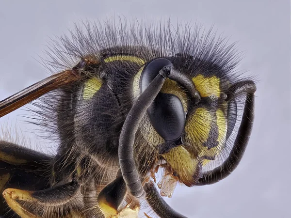 Flower wasp macro — Stock Photo, Image