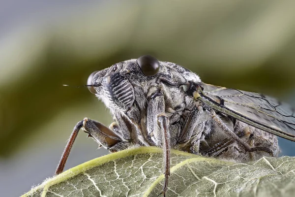 Inseto macro Cicadidae — Fotografia de Stock