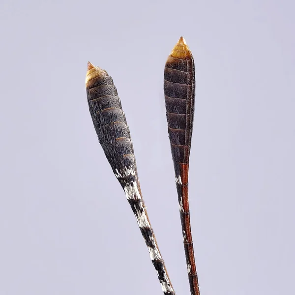Усы-бабочки — стоковое фото