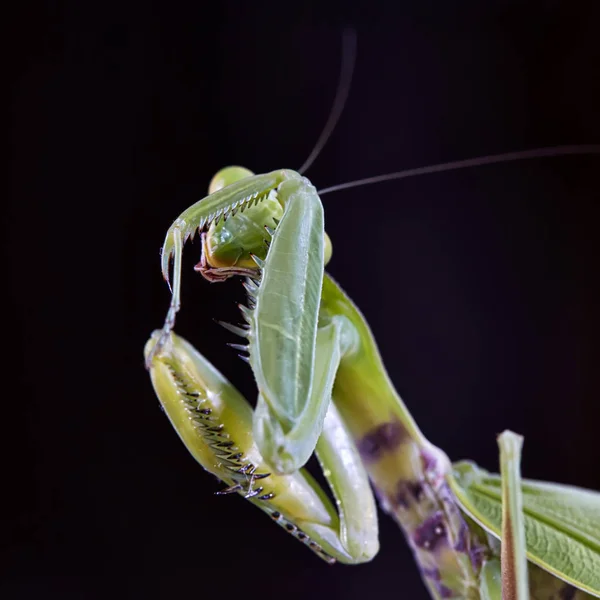 Limpieza de la mantis crimea — Foto de Stock