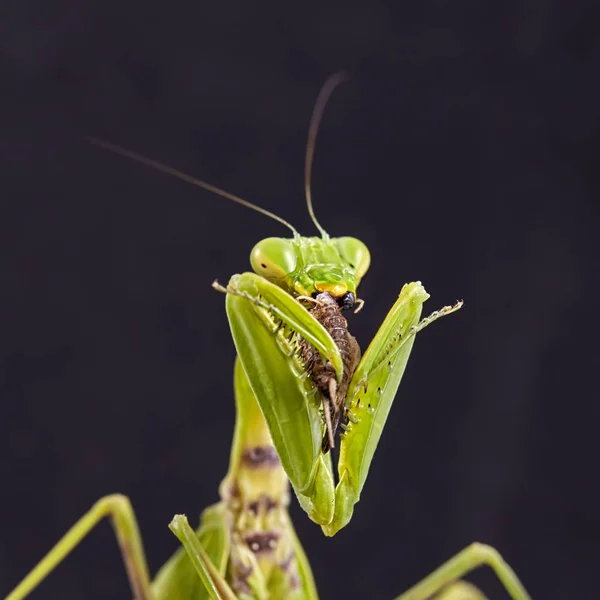 Comer mantis crimea — Foto de Stock